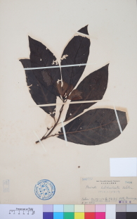 Specimen thumbnail